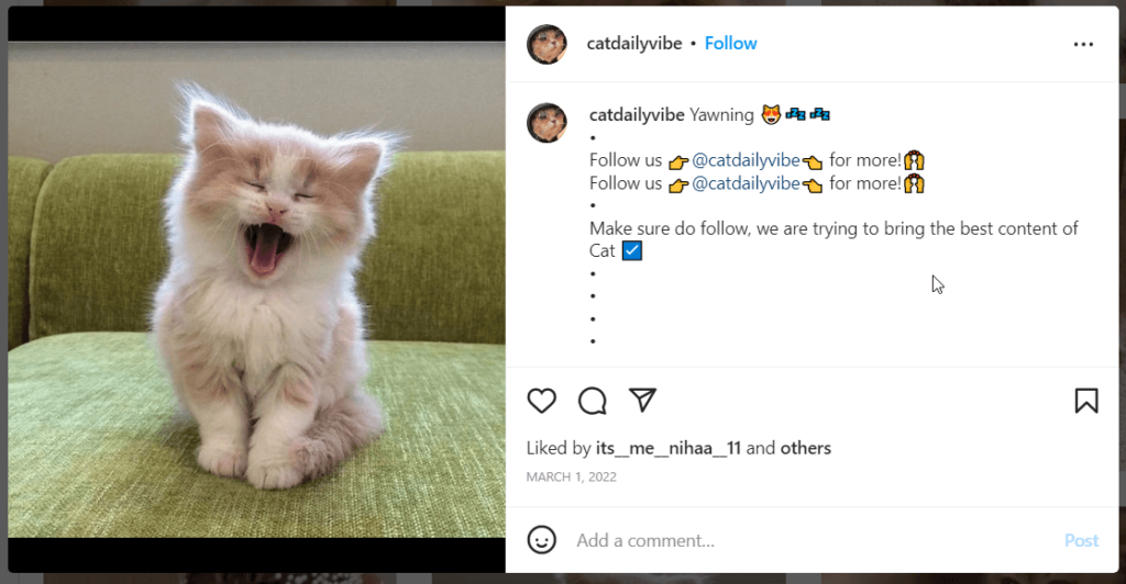 Instagram picture of a kitty yawning